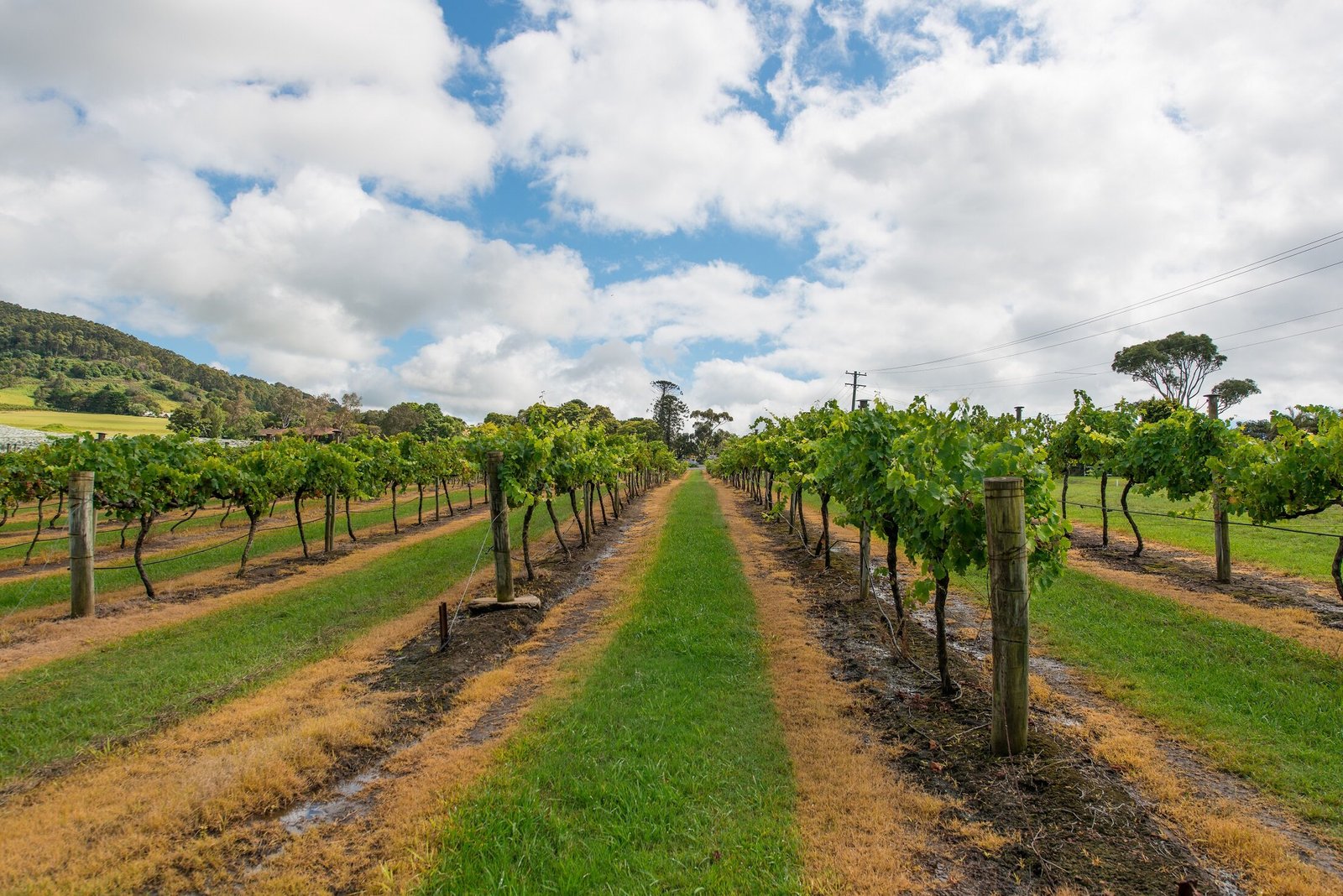 Hunter Valley Bus Tours From Sydney Hunter Valley Bus Tours From Sydney