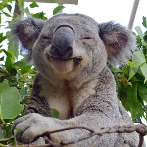 Koala in Zoo at Bluemountain tour